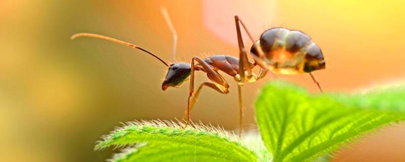 蚂蚁属于什么纲 蚂蚁属于什么纲?