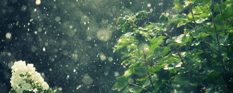 雨后无论是花草还是树木都怎么了（雨后花草树木也变得怎么样）