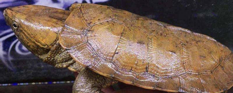 鹰嘴龟是国家几级保护动物 鹰嘴龟属于什么动物