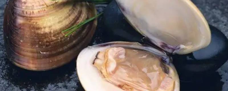 河蚌的贝壳是用来游泳的吗 海蚌的贝壳是用来游泳的吗