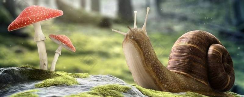 小蜗牛为什么不用避雨（小蜗牛为什么不用避雨?）