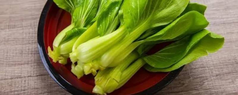 青江菜是什么菜? 青江菜是什么菜