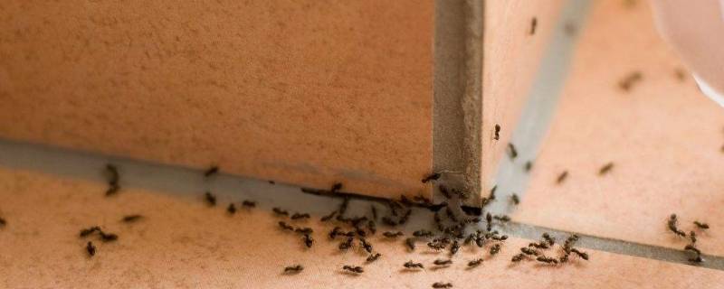 家里蚂蚁太多怎么办能除根（家里小蚂蚁太多怎么办能除根）