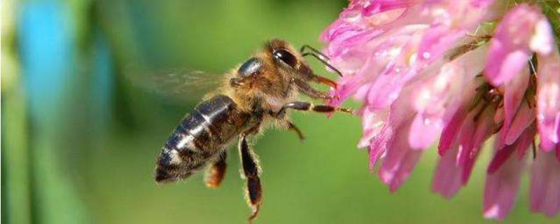 蜜蜂是什么目（蜜蜂是什么目动物）