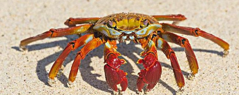 活螃蟹如何保存一周 螃蟹存放一天如何保存