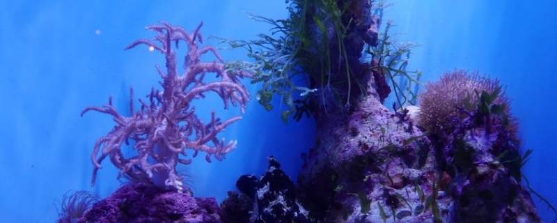 海葵和珊瑚有什么区别 海葵和珊瑚礁有什么不同