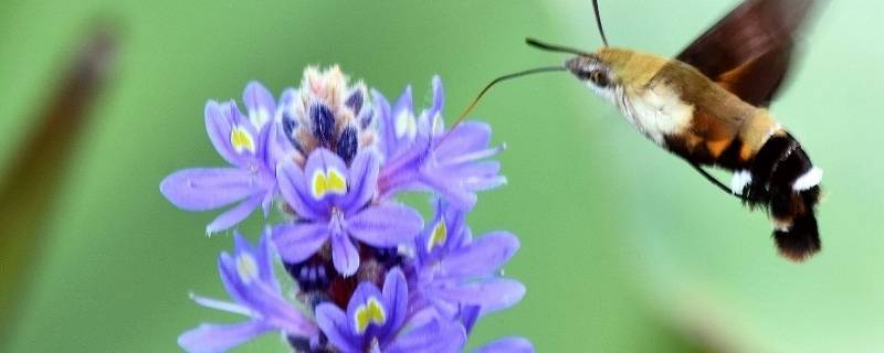 蜂蛾是保护动物吗（有哪些蛾是保护动物）