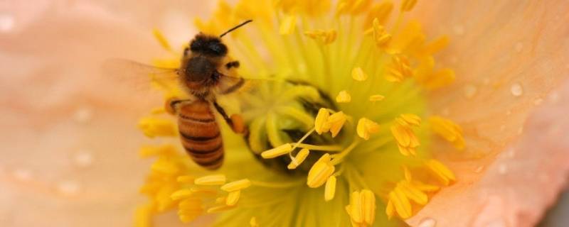 花粉里面有什么 花粉里面有什么胚珠里面有什么