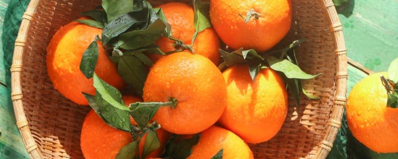橘子为什么代表爱（为什么橘子代表我爱你）