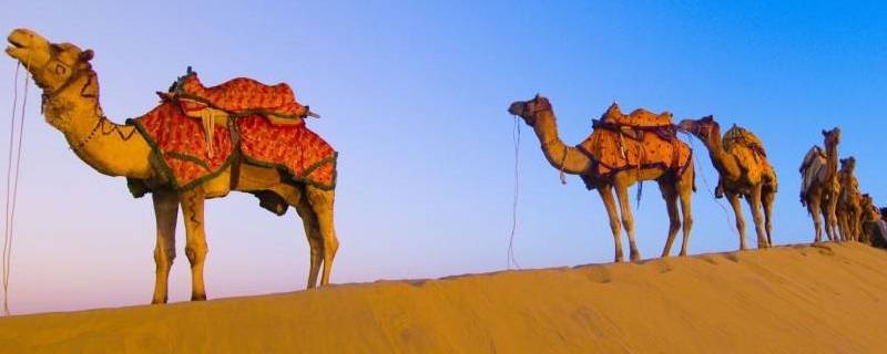 骆驼只有双峰驼一种吗（骆驼只有双峰驼一种吗是否正确）