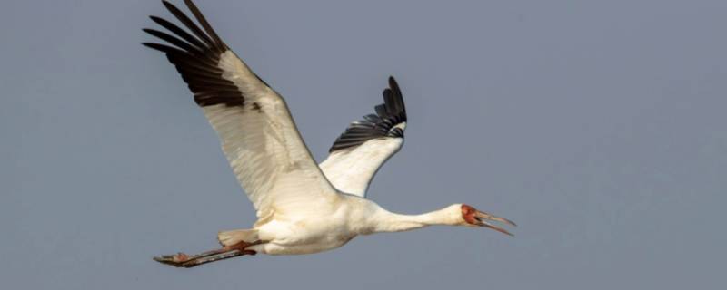 白鹤是什么类动物 白头鹤是保护动物吗