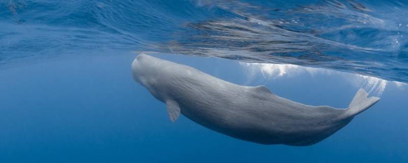 鲸鱼为什么不是鱼 鲸鱼为什么不是鱼类动物