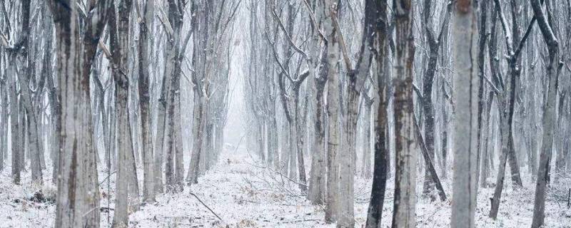 初雪寓意（初雪寓意韩国）