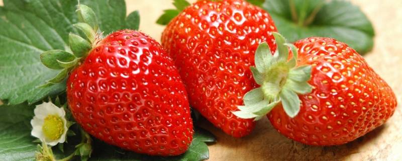 99草莓是什么品种 九九草莓原产地