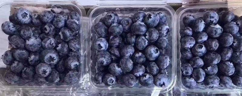 蓝莓为什么要一盒一盒的卖（今天买了一盒蓝莓）