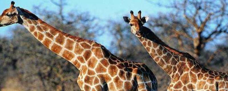长颈鹿的种类（长颈鹿的种类分为几大类）