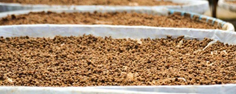 冬天捂臭豆子是怎样捂的 冬季家庭捂臭豆简易方法