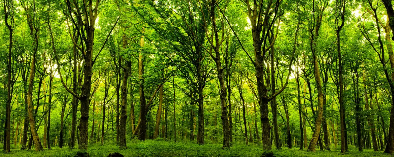 植树造林对水循环的影响 植树造林主要是改变的水循环的哪个环节