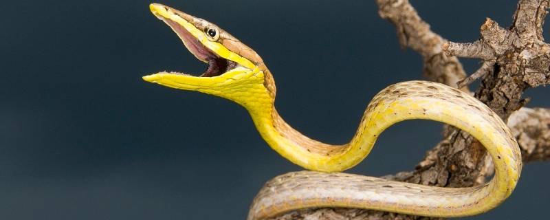 蛇是变温动物还是恒温 蛇是变温动物吗?