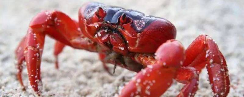 澳大利亚红蟹能吃吗 美国红蟹能吃吗