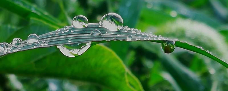 冬天有露水吗 冬天有露水还是夏天有露水