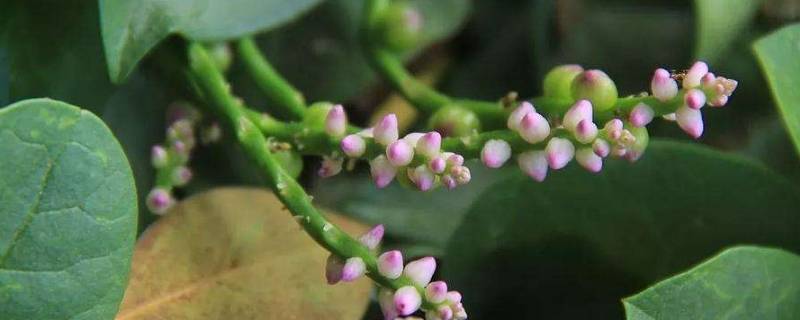 豆腐菜又叫什么菜（菜豆腐的菜是什么菜）