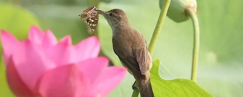 鸟和昆虫有什么不同（鸟类与昆虫类有什么不同）