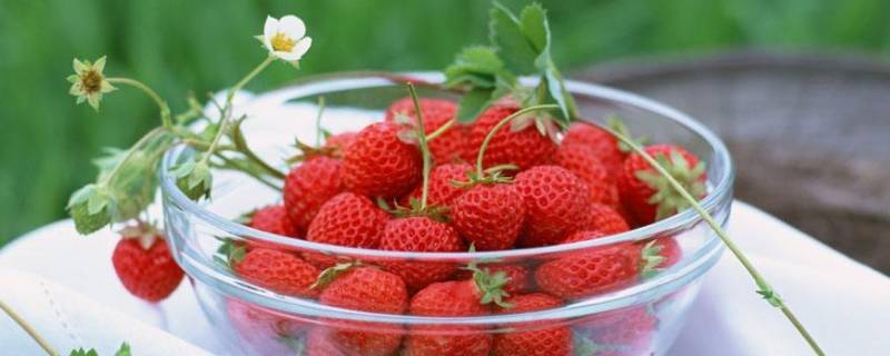 冬天的草莓放冷藏还是常温 冬天草莓可以常温保存吗