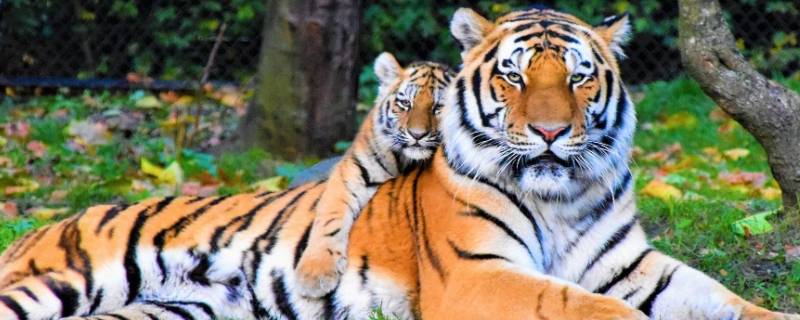 老虎的颜色是什么 老虎的颜色是什么色