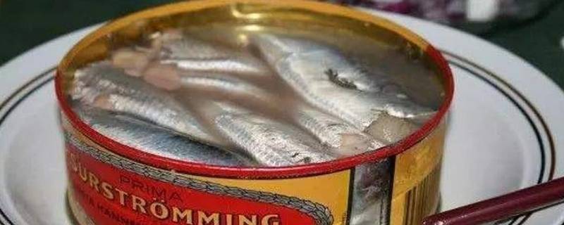 鲱鱼罐头到底是什么味道 鲅鱼罐头什么味道