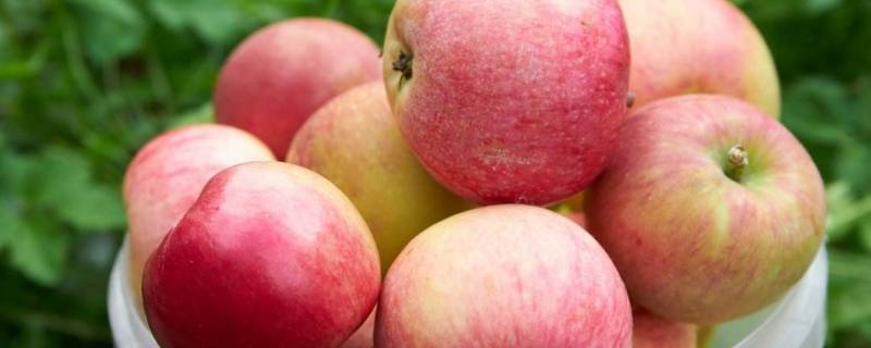 冬天楼房里怎么储存苹果 冬天在楼上怎么储存苹果