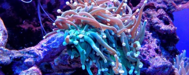珊瑚会动吗（珊瑚会动吗?怎么吃东西）