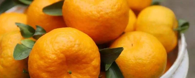 橘子和橙子杂交出来的是什么水果（橙子与橘子杂交是什么水果）