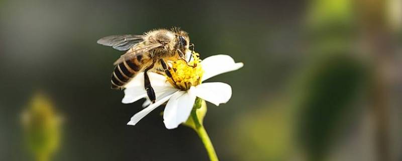 蜜蜂受人们欢迎的原因是什么 人们喜欢蜜蜂的原因