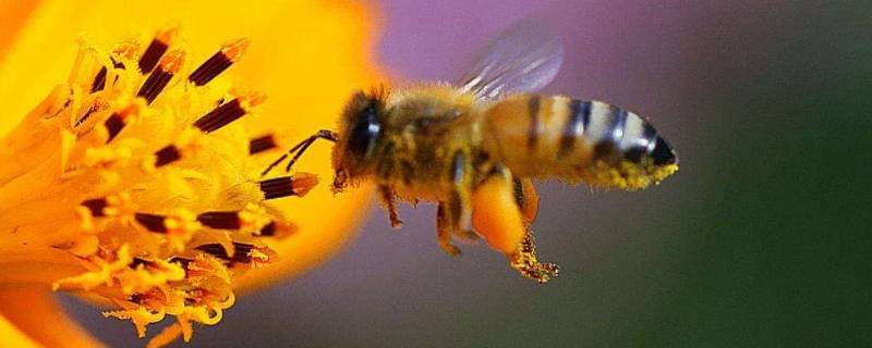 蜜蜂是节肢动物吗 蜜蜂在分类上属于节肢动物中的什么