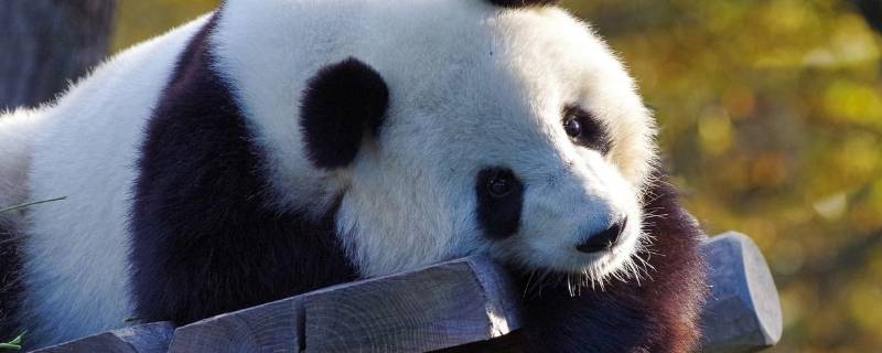 大熊猫生活在哪些地区（大熊猫生活在哪些地区吃什么食物）