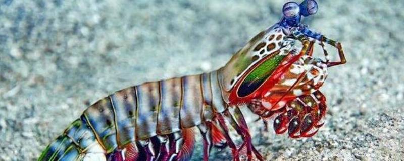 螳螂虾的威力有多大 螳螂虾为啥有这样的威力