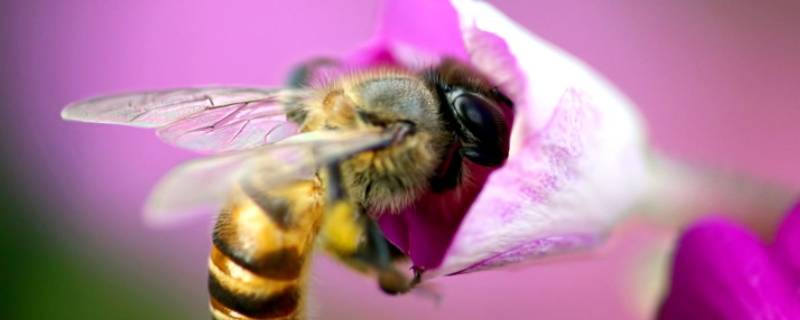 蜜蜂的前翅是什么类型（蜜蜂的翅膀的类型）