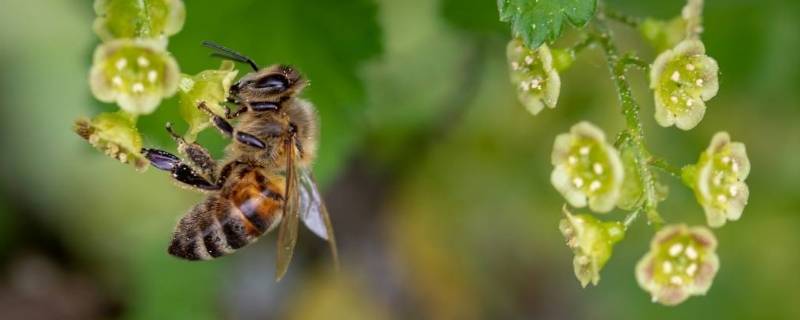 昆虫记中蜜蜂被称为 昆虫记中蜜蜂被称为勤劳的使者对吗