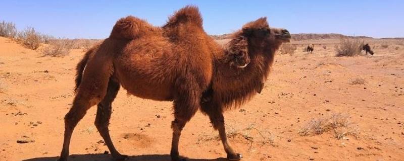 骆驼只有双峰驼一种对吗 骆驼和双峰驼的区别