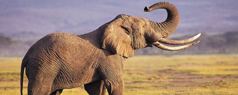 大象重量（大象重量是多少千克）