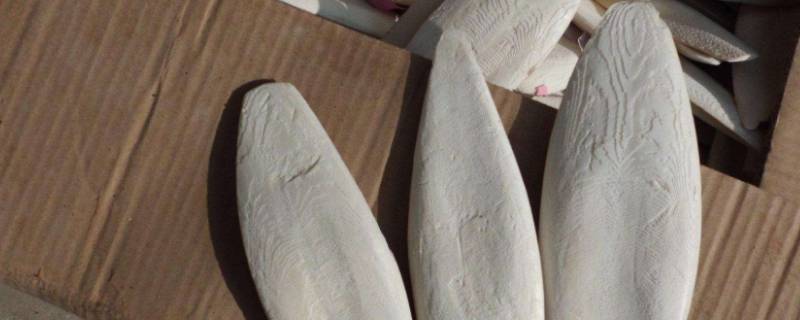 墨鱼骨是什么东西 墨鱼骨是什么东西的骨头