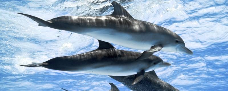 海豚怎么繁殖的 海豚可以人工繁殖吗