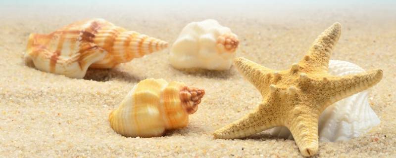 贝壳像什么小动物 贝壳像什么小动物阅读答案
