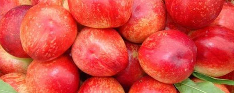油桃和桃子的区别是什么 油桃和桃子的区别是什么?油桃有油