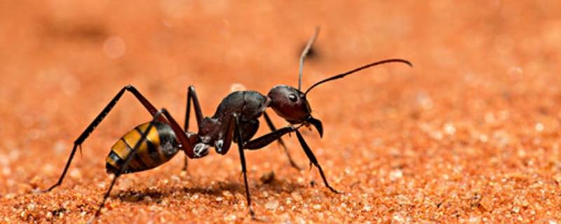一只健全的蚂蚁有几只脚 蚂蚁有几双脚