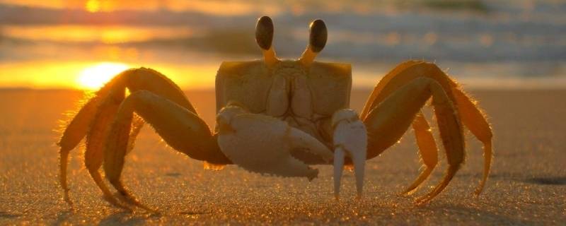 螃蟹性别为啥有三种（如何区别螃蟹的性别）