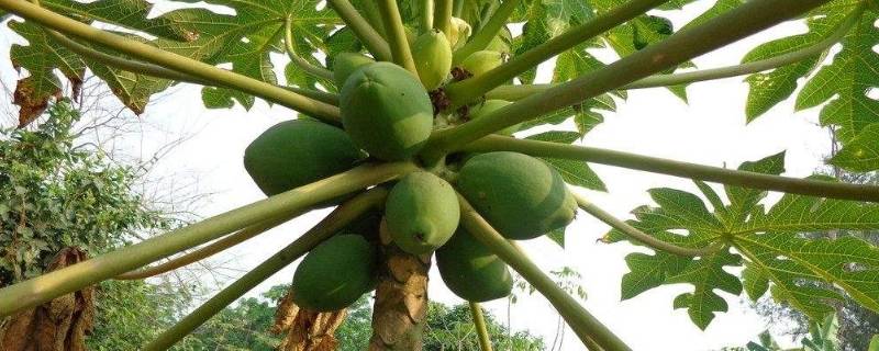 为什么家里不能种木瓜树(木瓜树能不能栽在家里)