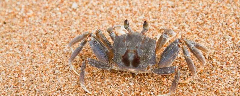 螃蟹不放水能活多久 活螃蟹不放水放一天会不会死