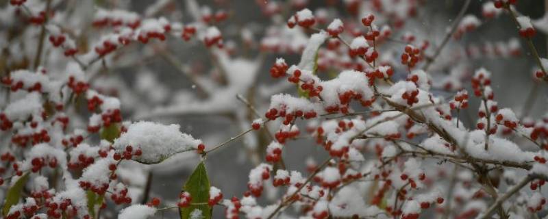 下雪用打伞吗（下雪用打伞吗什么梗）